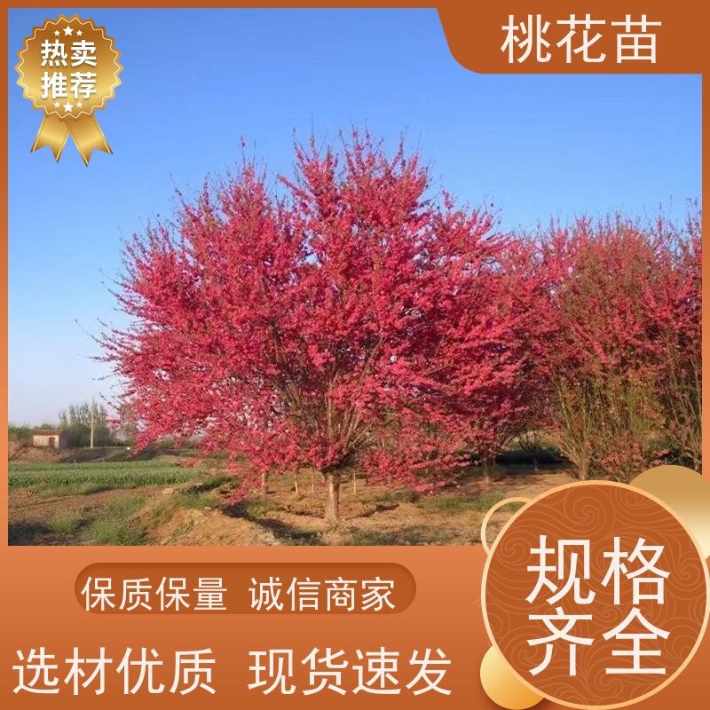 春丰苗木 观赏桃花树苗 盆栽地栽 现挖现发 8公分