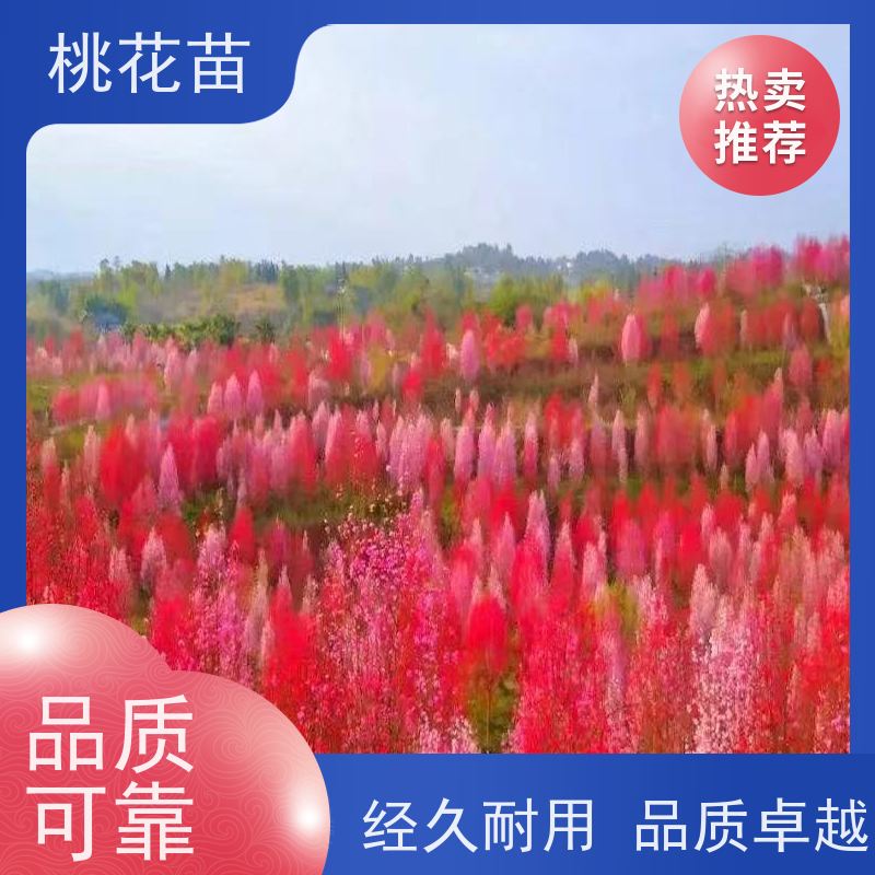 春丰苗木 品种优良 基地直供 欣赏桃花树苗 2公分