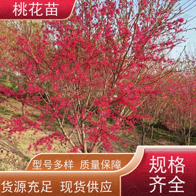 春丰苗木 品种优良 基地直供 观赏桃花树苗 7公分