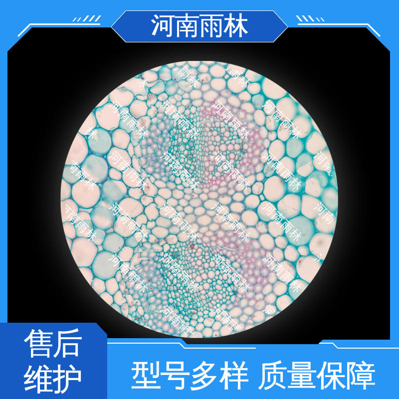雨林教育 源头工厂 一对一质检 性价比高 显微标本