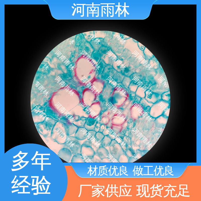 雨林教育工程 可后期加工 各类标本 个性化定做 一对一质检