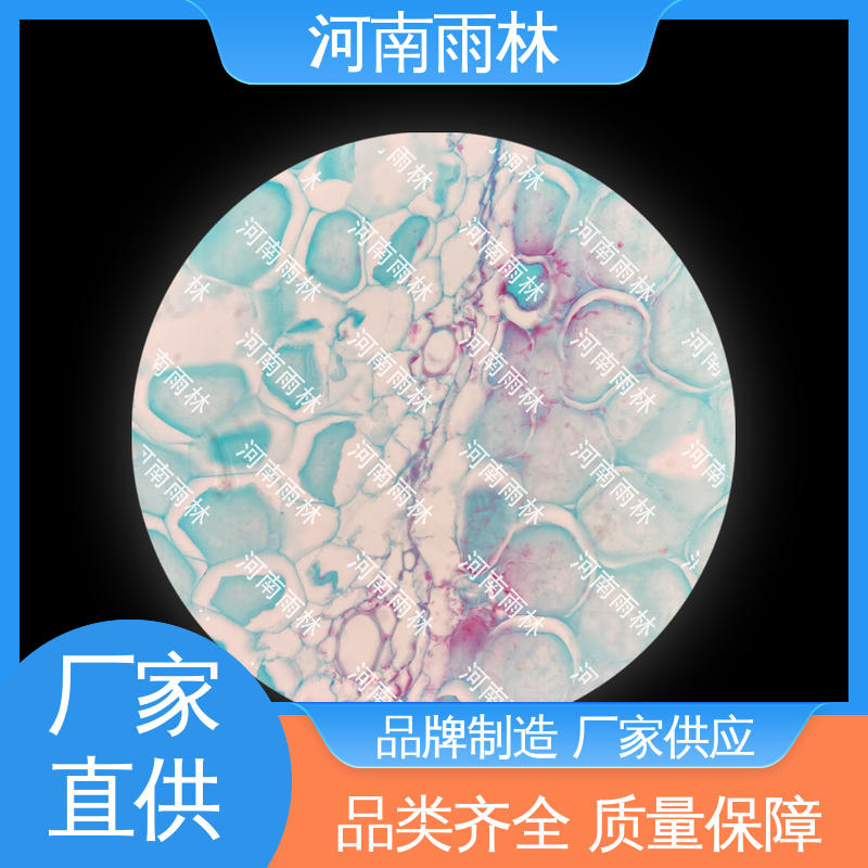 雨林教育工程 支持定制 各类标本 质量优 品质优良