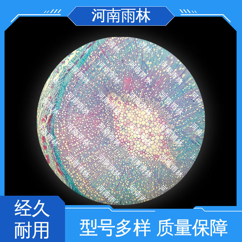 雨林教育 细胞清晰 质量优 病害标本 个性化定做