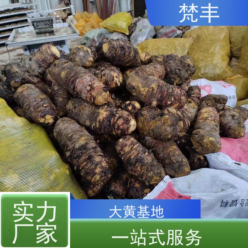 梵丰 大黄驯化技术 原产地 种植基地 长期供应 诚信经营
