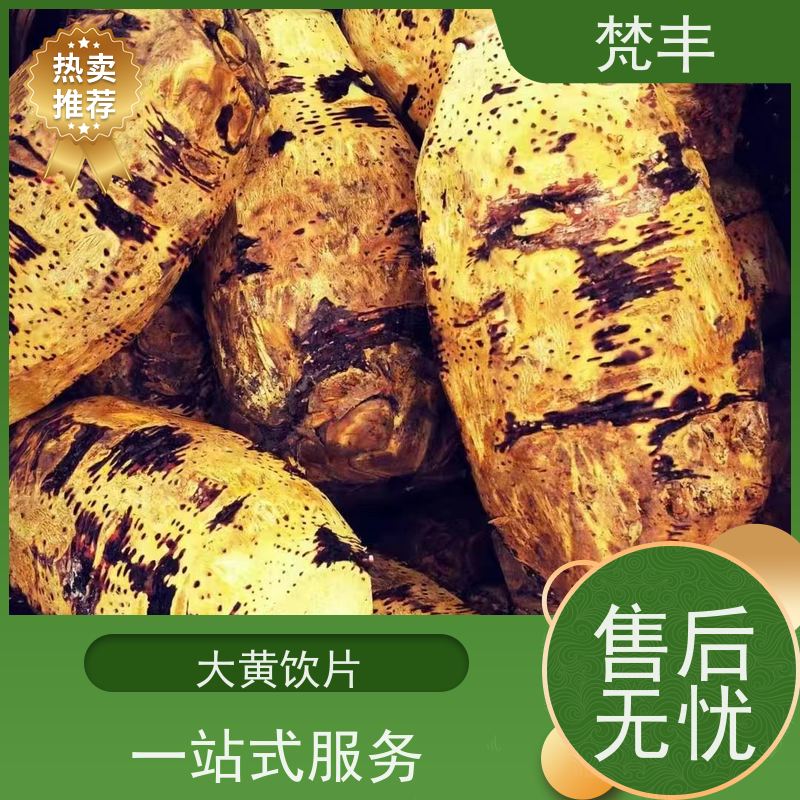 梵丰 马蹄大黄苗 原产地 种植基地 库存充足 厂家供应