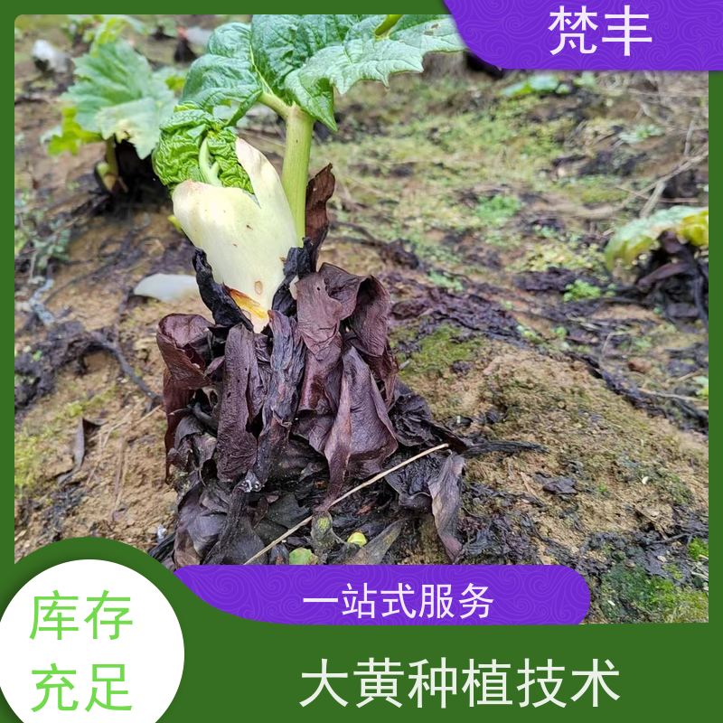 梵丰 大黄种植 活抗虫害全国发货 盆栽耐寒易活苗