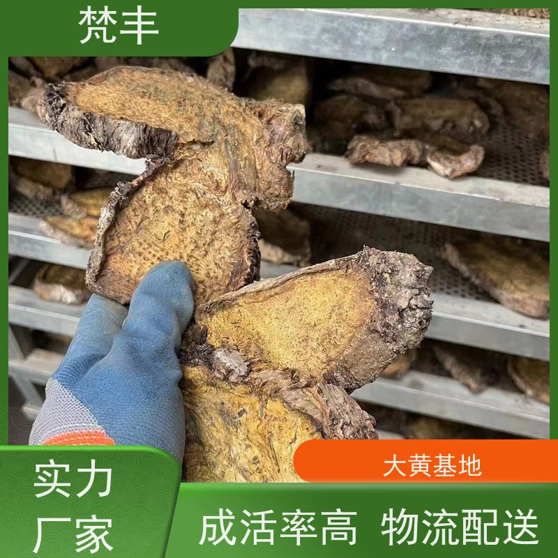梵丰 大黄驯化苗 现挖 好种 易活活 库存充足 成活率高