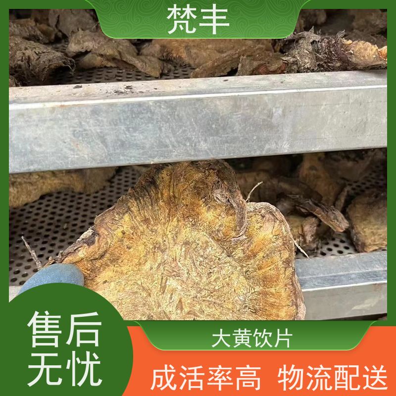 梵丰 大黄回收 抗虫害全国发货 在线接单 物流配送 