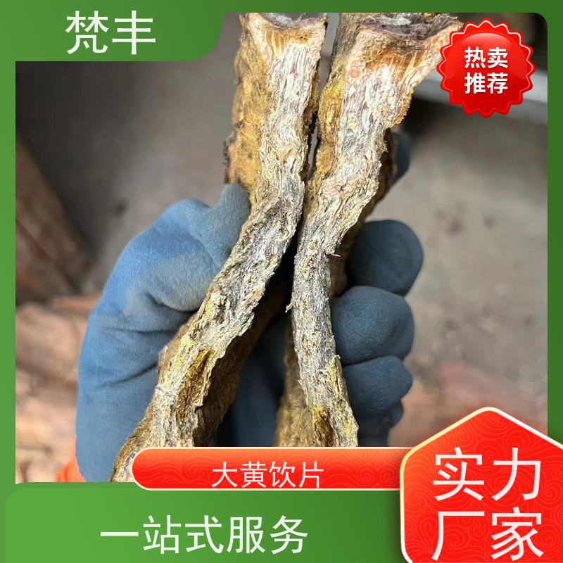 梵丰 大黄育苗 原产地 种植基地 库存充足 成活率高