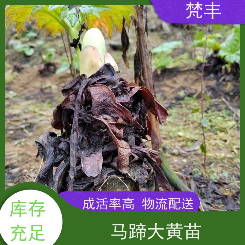 梵丰 大黄产地 庭院绿化常绿苗木 欢迎来电洽谈