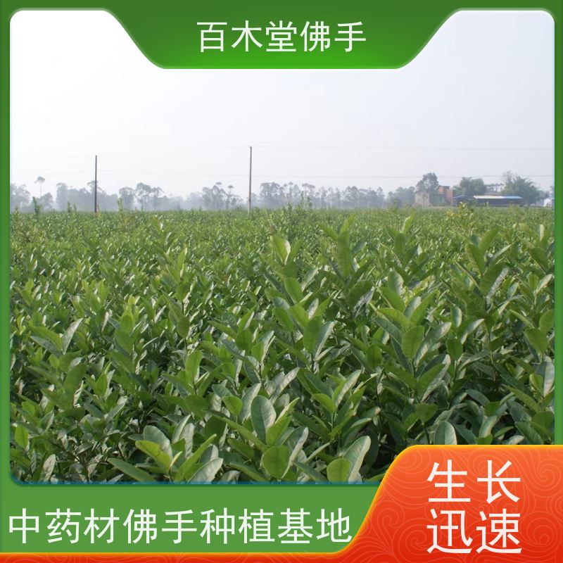 百木堂 佛手柑 观赏植物 附加值高 道路绿化行道苗