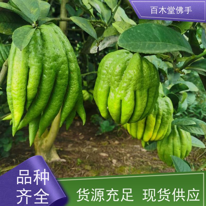 百木堂 佛手柑 观赏植物 附加值高 城市景观绿化树 