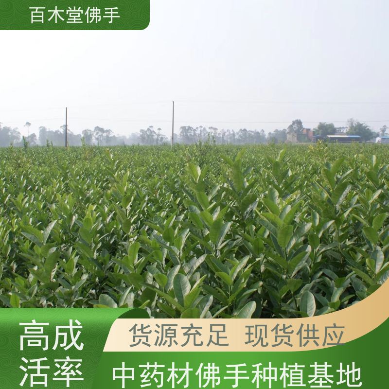 百木堂 广佛手苗 造型优美 易成活 城市景观绿化树 