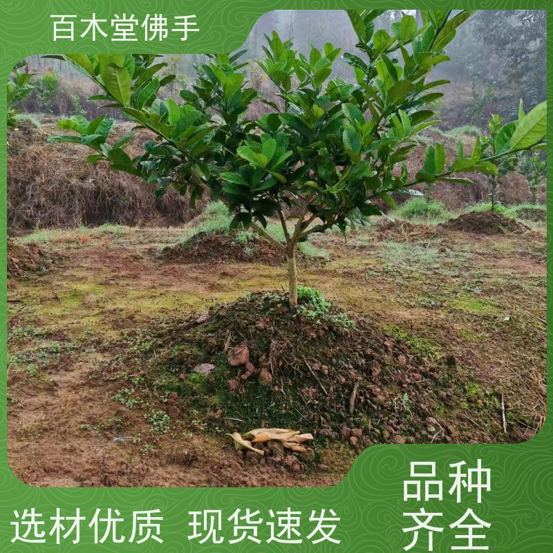 百木堂 金佛手苗 造型优美 易成活 中药材种植基地 