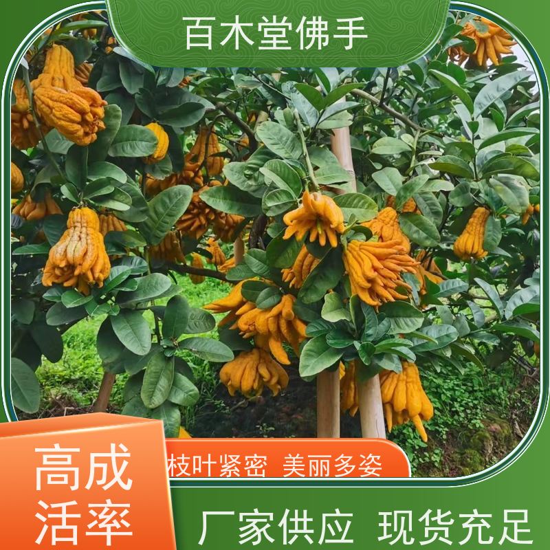 百木堂 佛手柑 产量高 用途广泛 城市景观绿化树 
