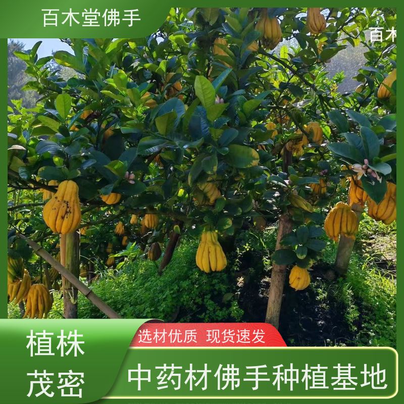 百木堂 佛手柑 产量高 用途广泛 中药材种植基地 