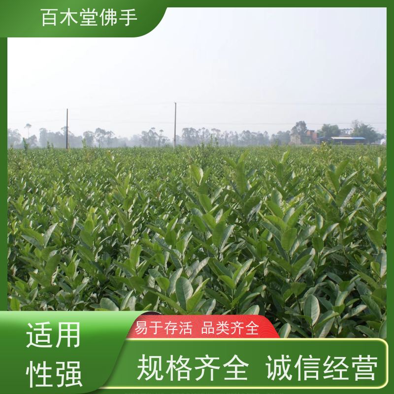 百木堂 广佛手苗 观赏植物 附加值高 种苗基地直供