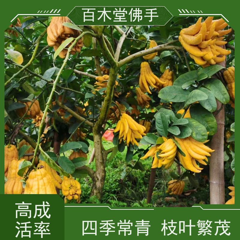 百木堂 良种佛手苗种植 高成活率 较耐干旱 园林景区栽植