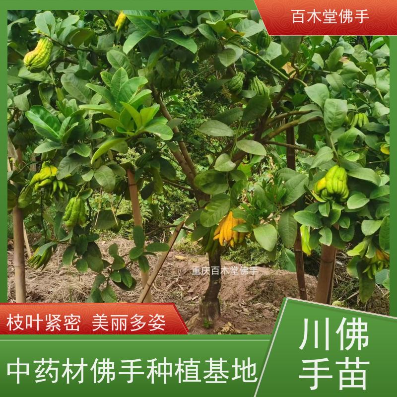 百木堂 良种佛手苗种植 生长环境适应性强 植株茂密 用途广泛