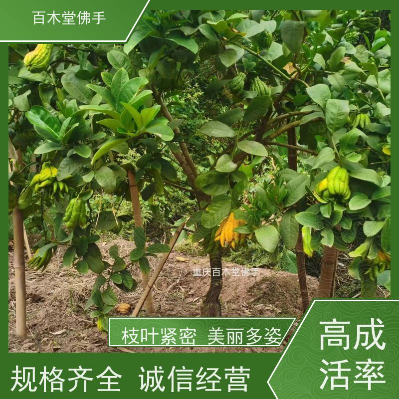 百木堂 佛手柑苗种植技术 生长环境适应性强 植株茂密 用途广泛