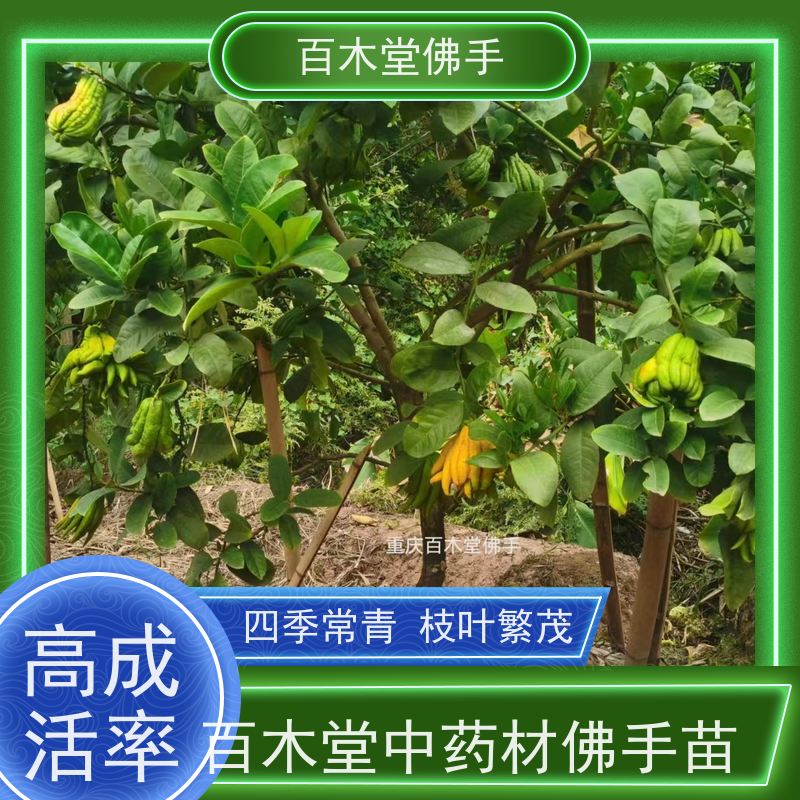 百木堂 良种佛手苗种植 生长环境适应性强 用于庭院装饰