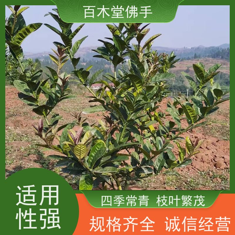 百木堂 佛手柑苗种植技术 树形丰富 成活率高 用于庭院装饰
