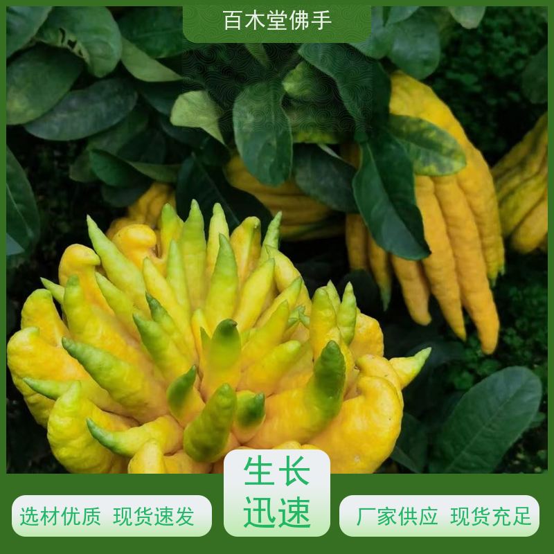 百木堂园林景区栽植贝母种植造型优美 较耐干旱