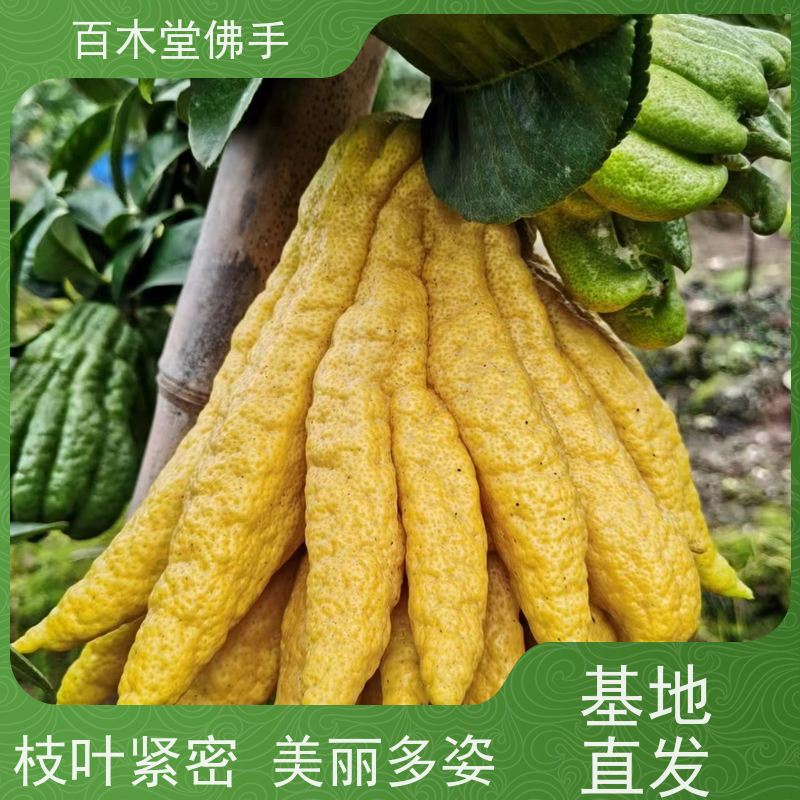 百木堂种苗基地直供中药材种植适用性强 附加值高