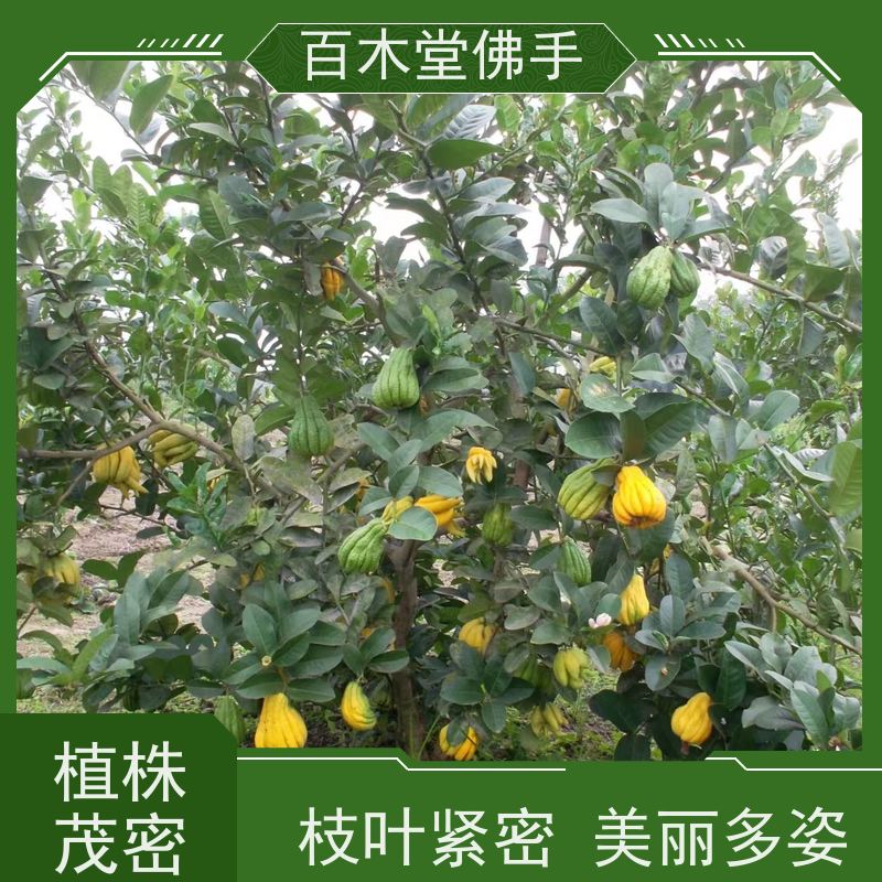百木堂园林景区栽植水果种植造型优美 产量高