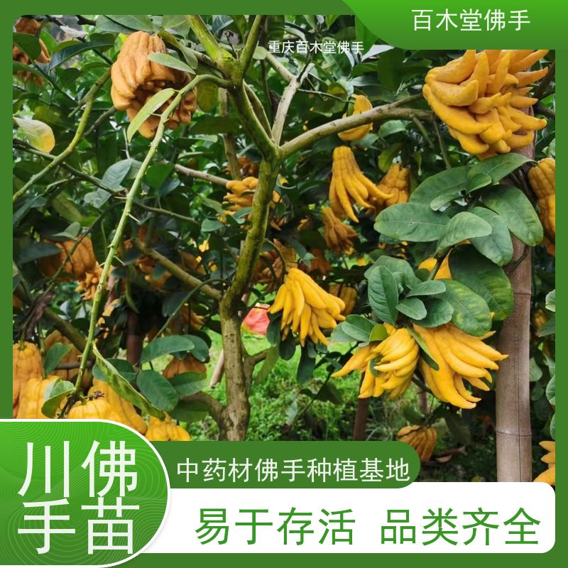 百木堂种苗基地直供柚子种植高成活率 生长迅速