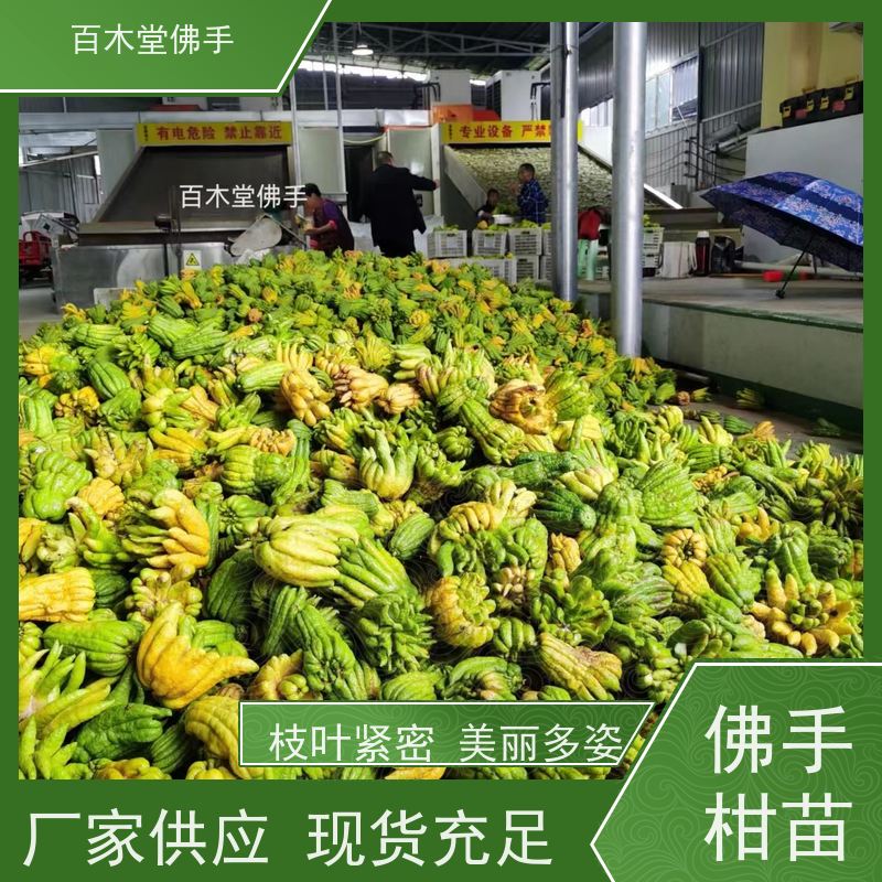 百木堂道路绿化行道苗玄参种植植株茂密 附加值高