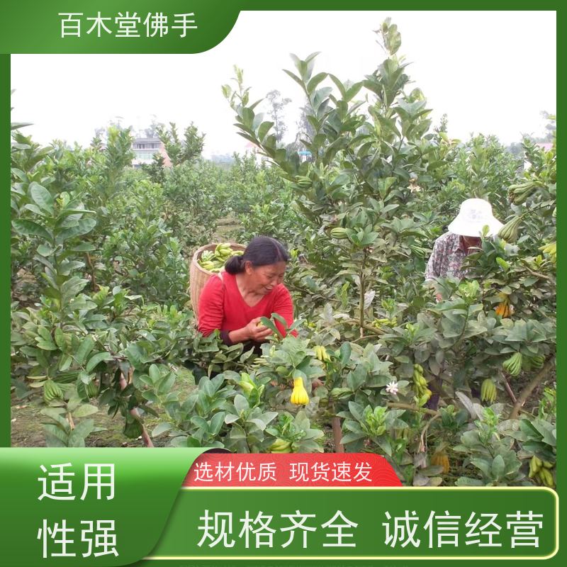 百木堂城市景观绿化树 玄胡种植造型优美 产量高