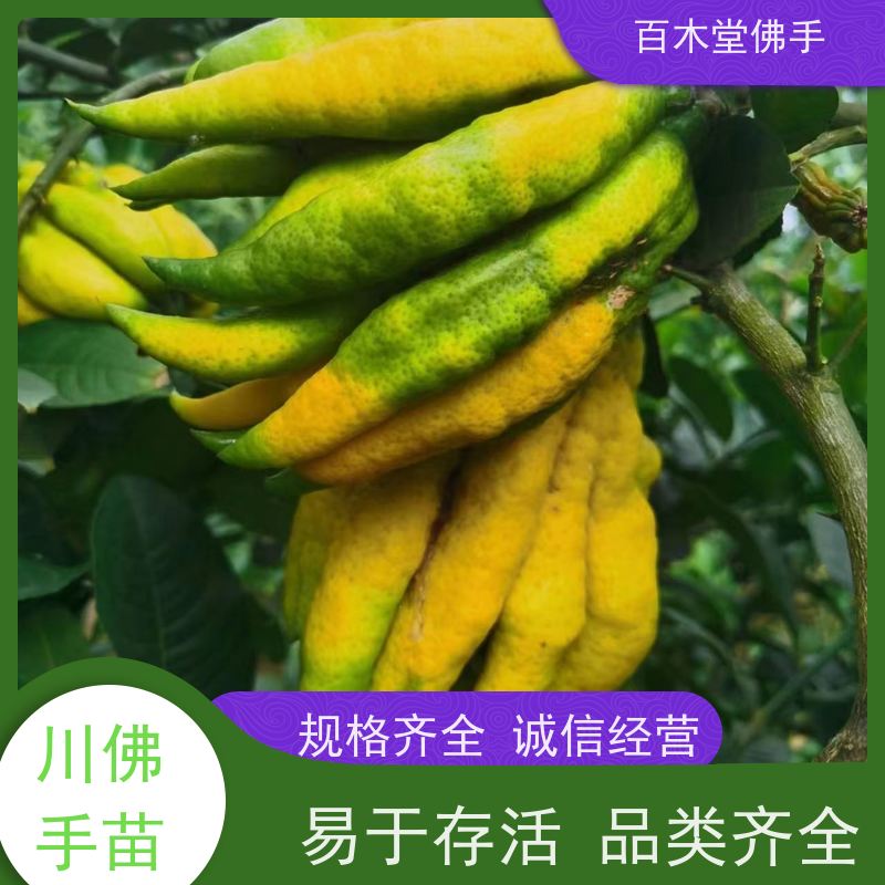 百木堂园林景区栽植枳壳种植适用性强 生长迅速