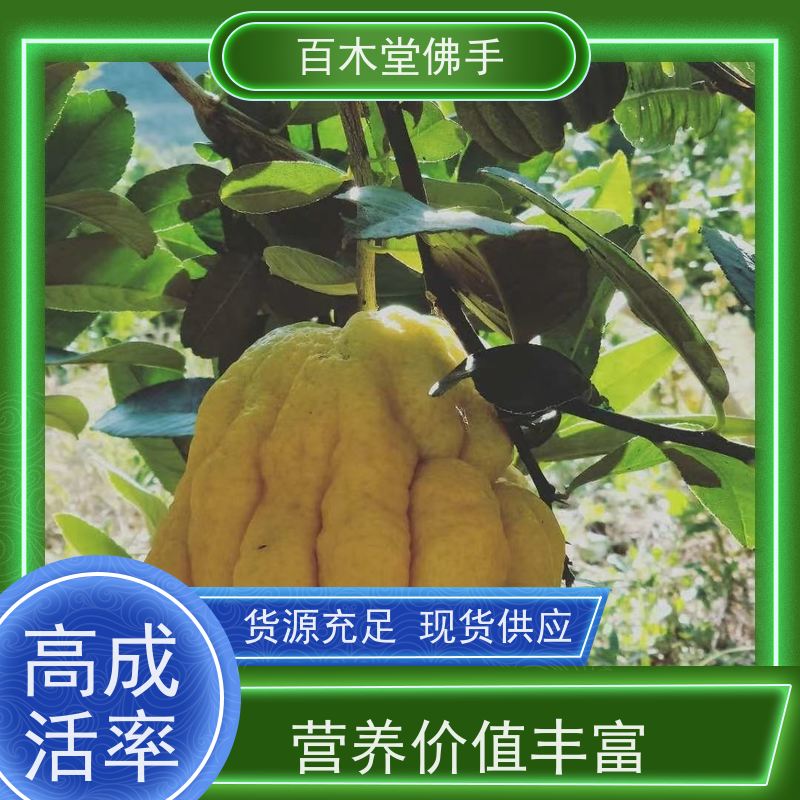 百木堂种苗基地直供贝母种植适用性强 规格齐全