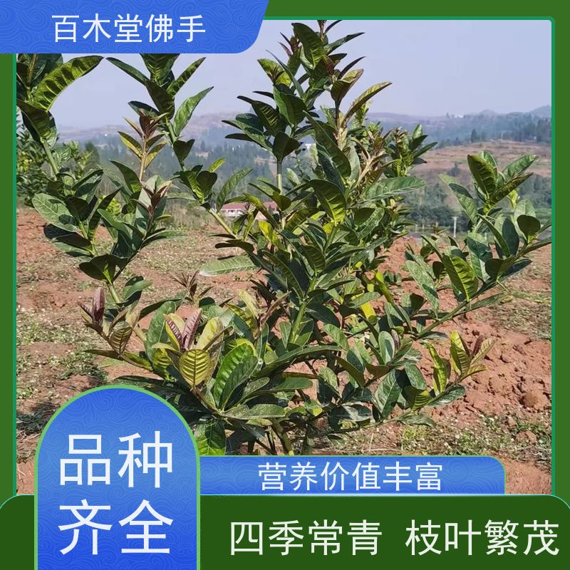 百木堂城市景观绿化树 中药材佛手种植造型优美 规格齐全