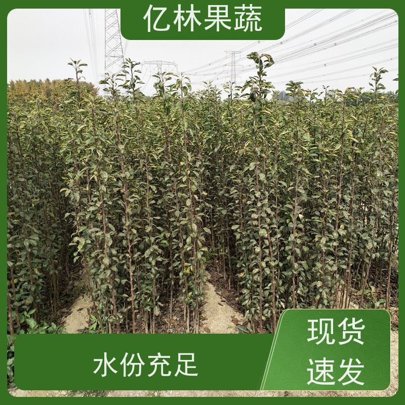 基地供应 冬桃苗 盆栽地栽庭院桃树苗苗 成活率高