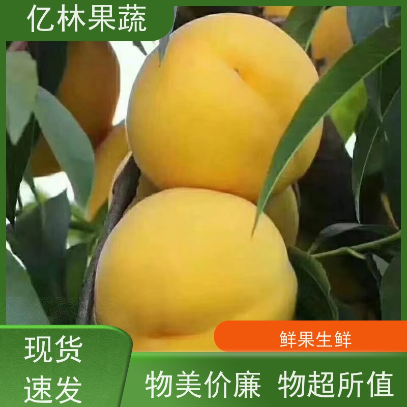 基地培育 油桃苗 三公分现挖现发 品种齐全 果实饱满味道好