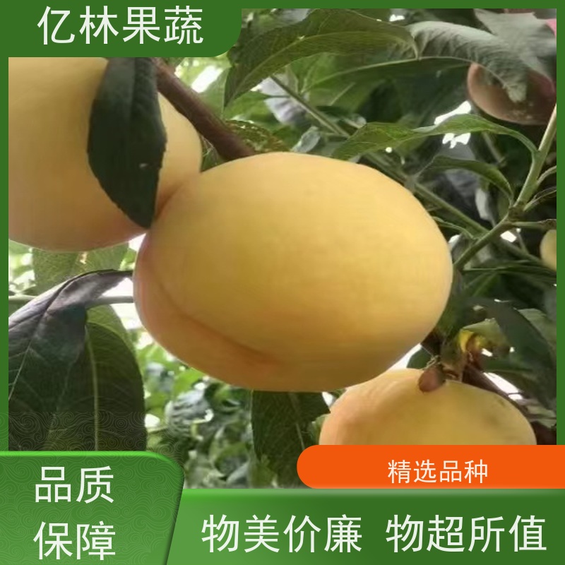 基地培育 秋彤桃 嫁接技术指导 抗寒能力强 成活率高