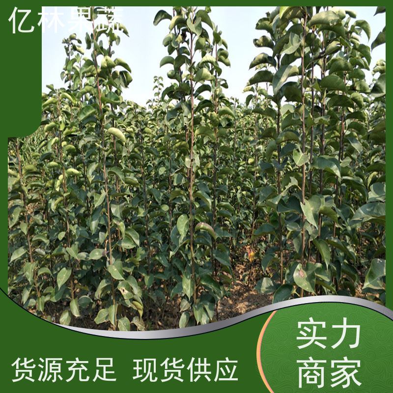 基地供应 黄桃苗 园林绿化果树苗 抗寒能力强 成活率高