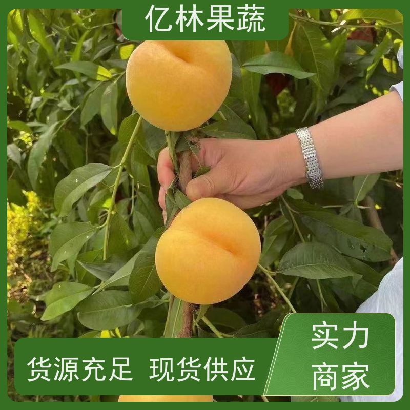 基地培育 冬桃苗 现挖现发新鲜 粗两公分 易栽培桃树苗