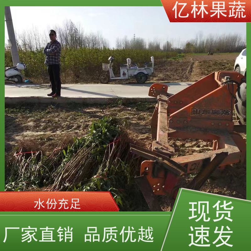 基地培育 秋彤桃 果树苗批发 当年结果 成活率高