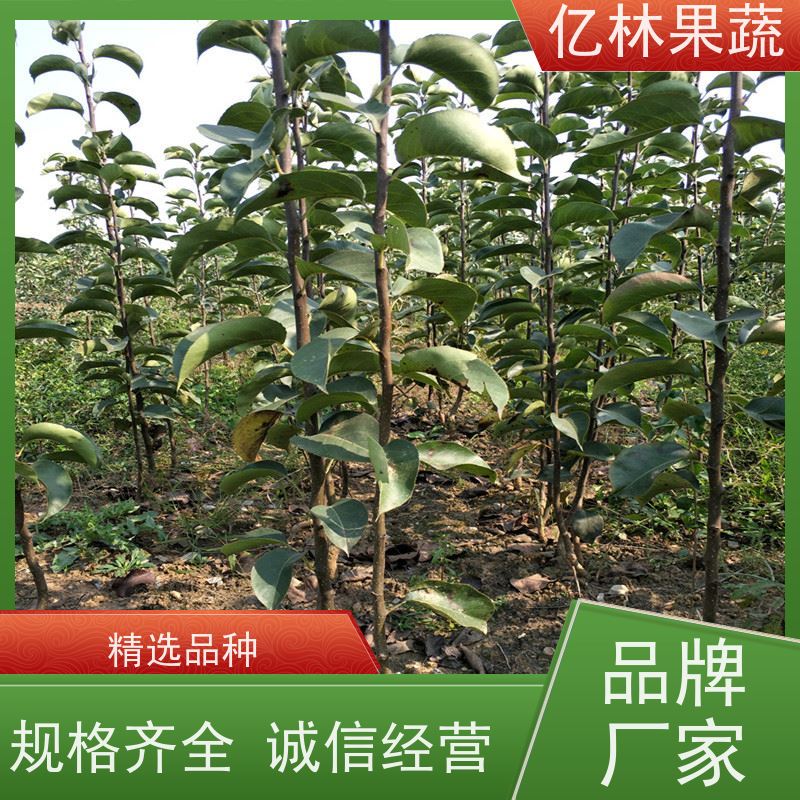 亿林苗木 油桃苗 南北方种植 桃树果树苗 果实饱满味道好
