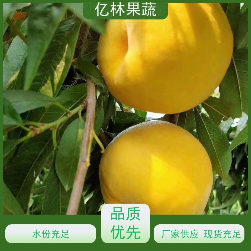 基地供应 黄桃苗 园林绿化果树苗 抗寒能力强 根系饱满成活率高
