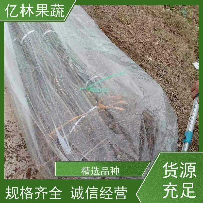 亿林苗木 油桃苗 特产果树桃幼苗 果实饱满味道好