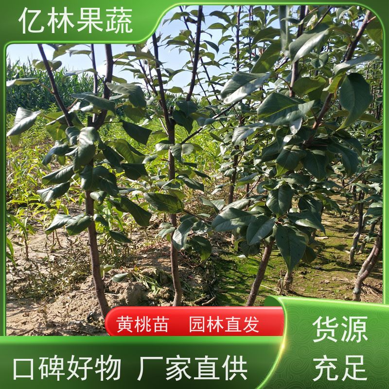 基地培育 秋彤桃 现挖现发新鲜 粗两公分 成活率高