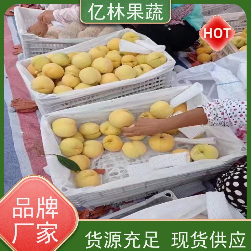 基地供应 油桃苗 南北方种植 桃树果树苗 成活率高