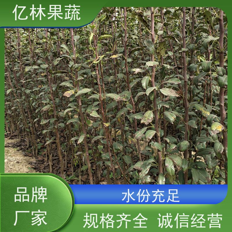 亿林苗木 冬桃苗 现挖现发 口感香甜 果实饱满味道好