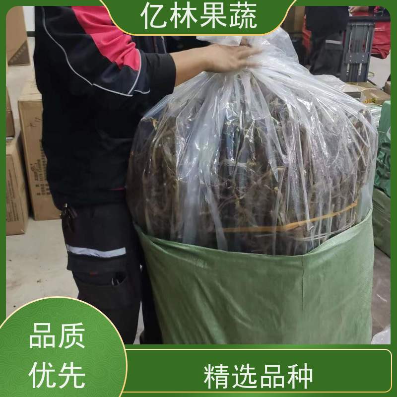 亿林苗木 油桃苗 新品种挑苗 香甜可口 果实饱满味道好
