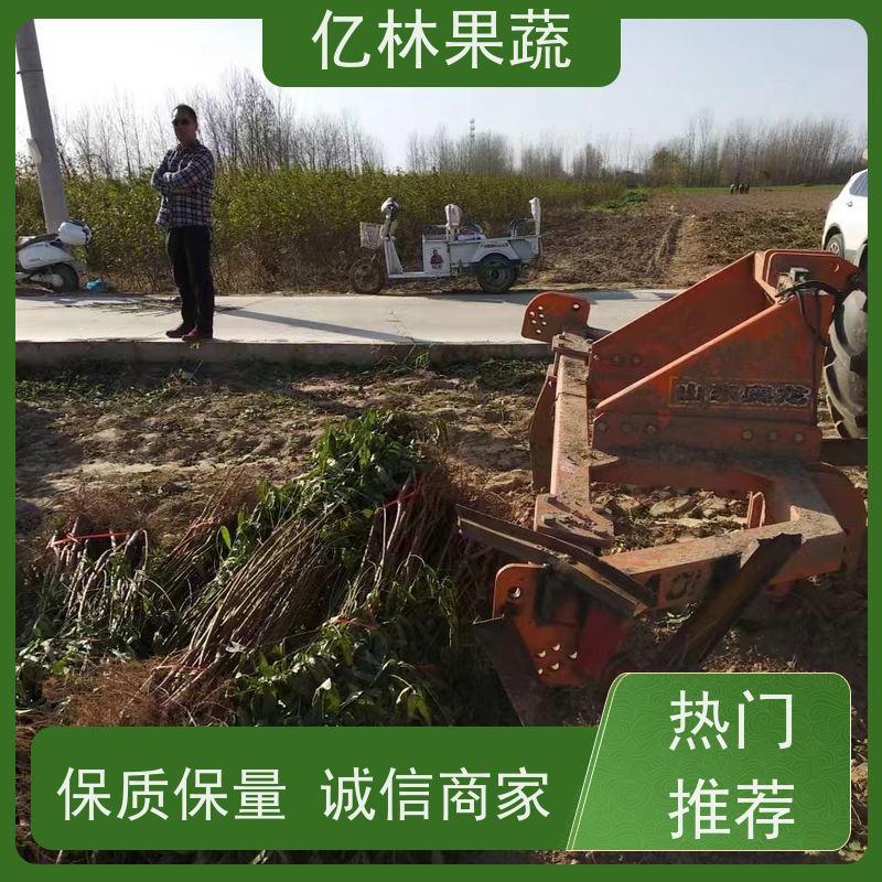 基地培育 黄桃苗 新品种挑苗 香甜可口 易栽培桃树苗