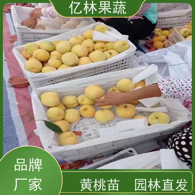 亿林苗木 园林嫁接桃苗 现挖现发 口感香甜 根系饱满成活率高
